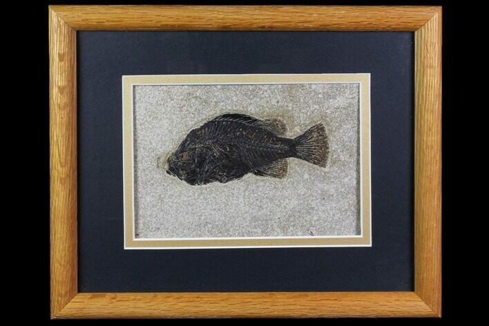 Framed Fossil Fish (Cockerellites) - Wyoming #143763